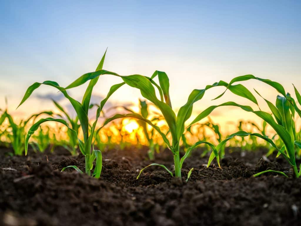 A field with young, green plants planted in rows in the foreground, with a sunset in the background. The image symbolises the SoilRadar project, which focuses on optimising nutrient and water management for field crops.