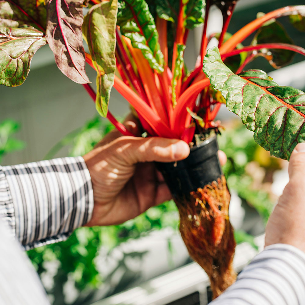 hands holding a plant